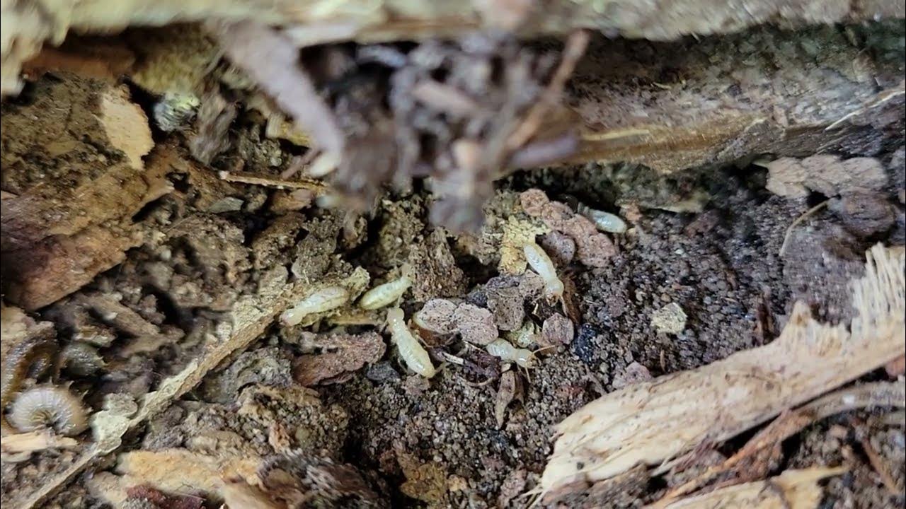 Active Termites in Grand Rapids, Michigan YouTube