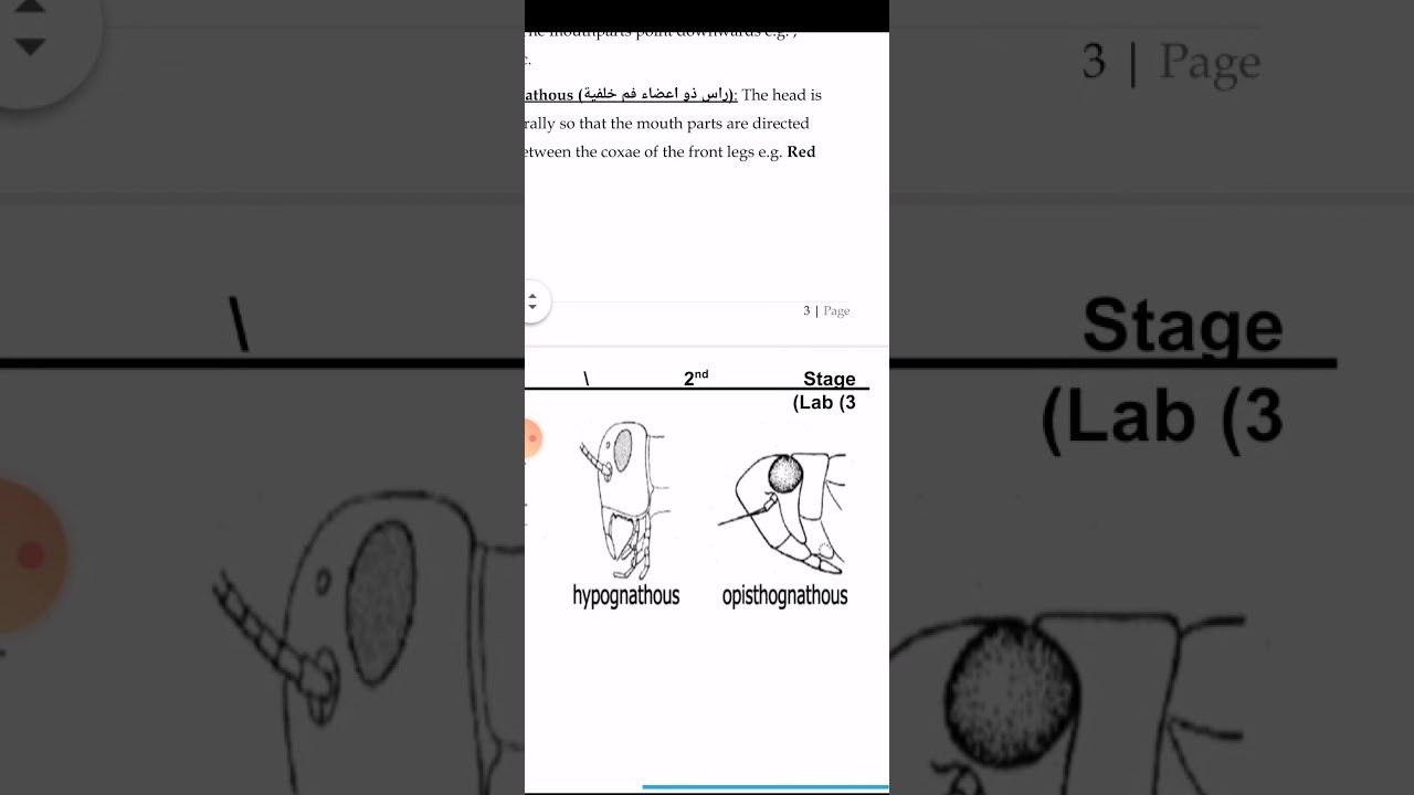 علم الحشرات عملي محاضرة ثالثه