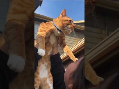 Episodio 1, MICHISERIE #gatos #animales #shortsfeed
