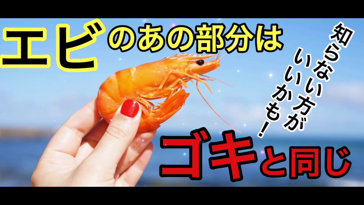 驚きの雑学その29 エビのあの部分はゴキブリと成分が同じです Youtube