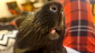 guinea pig floor time vlog