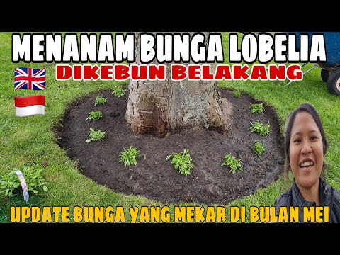 Video: Memotong Kembali Lobelia - Kapan Dan Cara Memangkas Bunga Lobelia