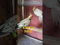 😍 New Bonding Cockatiel Pair First Time Together 🐣 Amazing Cute Moments #parrot #cockatiel#shorts