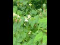 Mock Orange Flowers# shorts#springdiaries #flowers#nature.