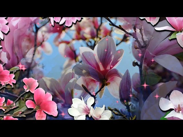 Посмотрите как магнолии цветут! Смотреть видео Посмотрите как магнолии цветут!