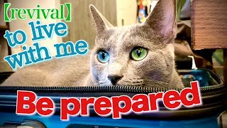 [Russian Blue] 4 things to keep in mind living with cats ~Who is not suitable? | Kotetsu cat:revival