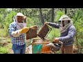 ¿Te dan miedo las abejas? Mira este video y conoce un poco más acerca de ellas | SUSCRIBETE | ❤️ 🐝