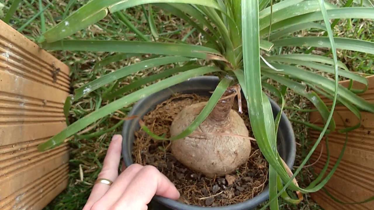 Replantio Como Cultivar Pata De Elefante Em Vaso Beaucarnea