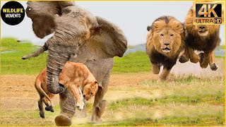 Epic Battle Of Lion Vs Elephant - Mother Elephant Kidnaps Lion Cubs For Revenge | Animal World