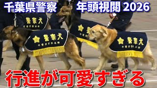 【ゴールデンレトリバー警察犬も登場】千葉県警年頭視閲で倒れた女性警官を気遣う優しい警察犬!毎年恒例の個性派警察犬が今年も大行進!Very cute Japan police dog K-9 unit