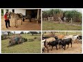 Colocamos o cavalo na carroça depois de muito tempo 😬 começamos cortar capim para as vacas