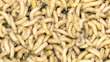 How to Get Rid of Maggots in Garbage Can Outside