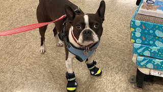 Boston Terrier Goes Shoe Shopping for the First Time