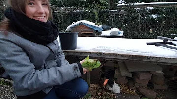 Wann ist es zu kalt für Meerschweinchen?