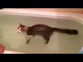 Кот Кузя любит купаться