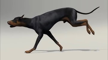 Dog run cycle Animation Reference