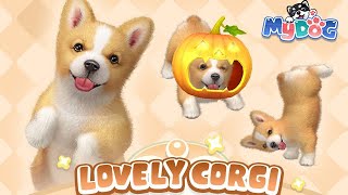 My Dog:  Lovely Corgi is coming! screenshot 4