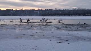 Sounds of trumpets and thunder. Trumpeter swan group takeoffs