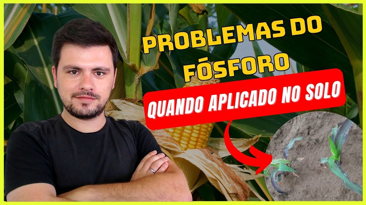 Problemas do FÓSFORO quando aplicado no solo (Não Desperdice Adubos)