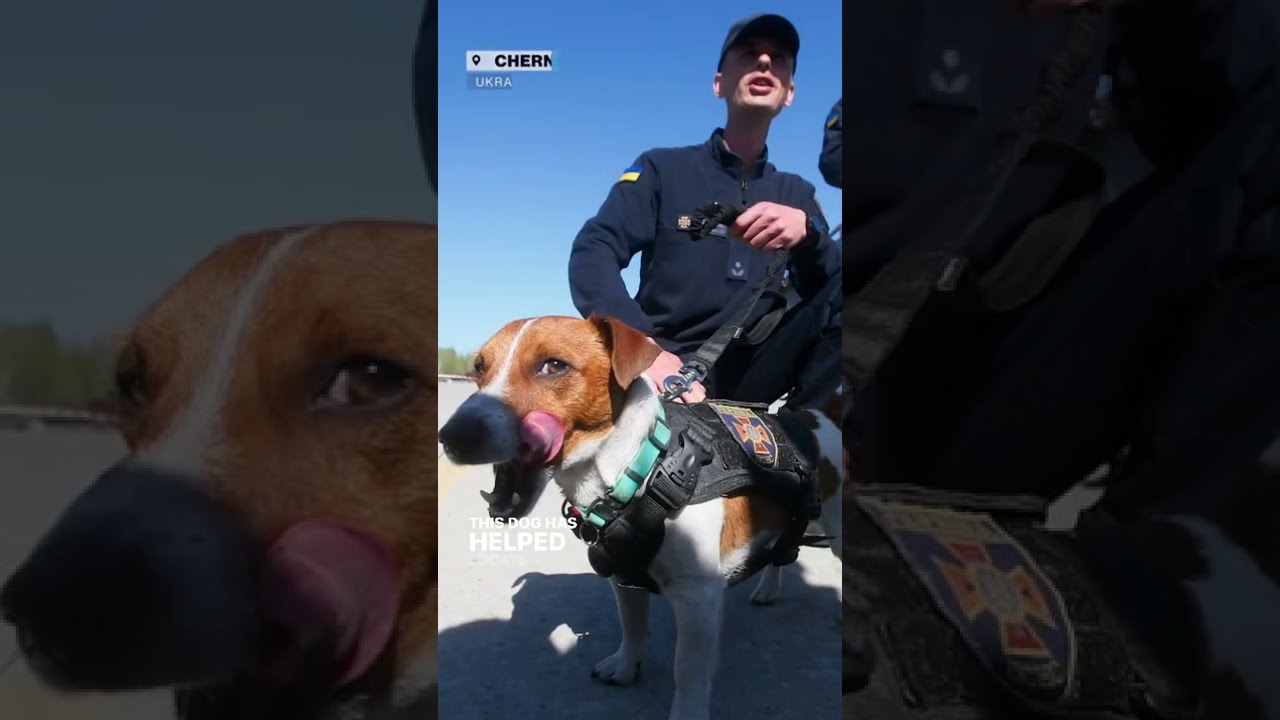 Patron, The Dog Hero of Ukraine, A Bomb Sniffing Dog 