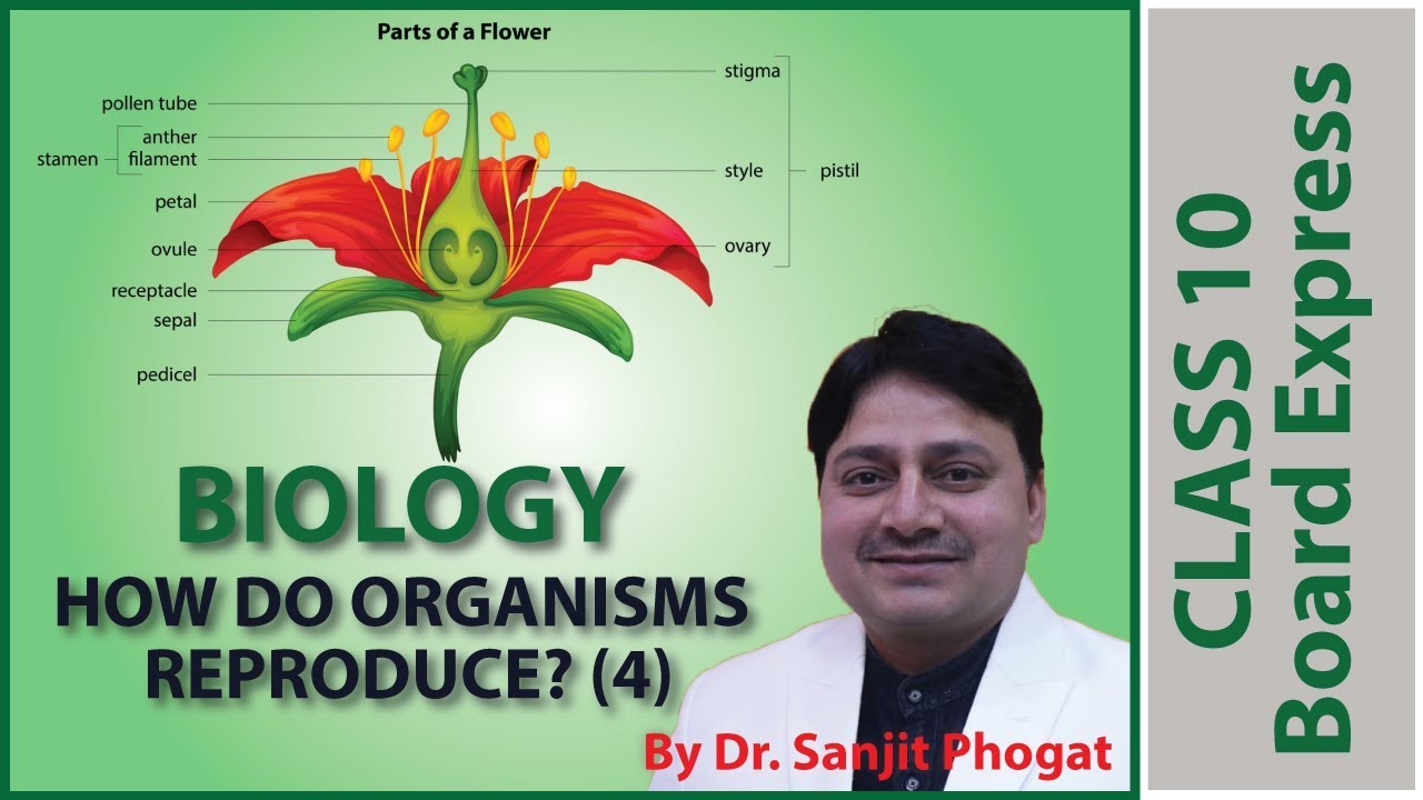 Board Exams Class10: Biology Important Questions / Notes: Topic- How Do Organisms Reproduce? (4)