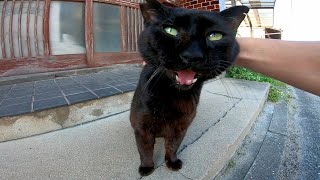 撫でられて大声で喜ぶ黒猫がカワイイ
