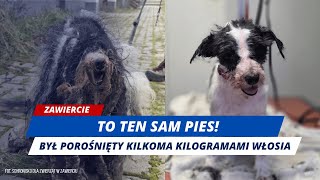 Dramat Na Czterech Łapach Zaniedbany Pies Odebrany Właścicielce