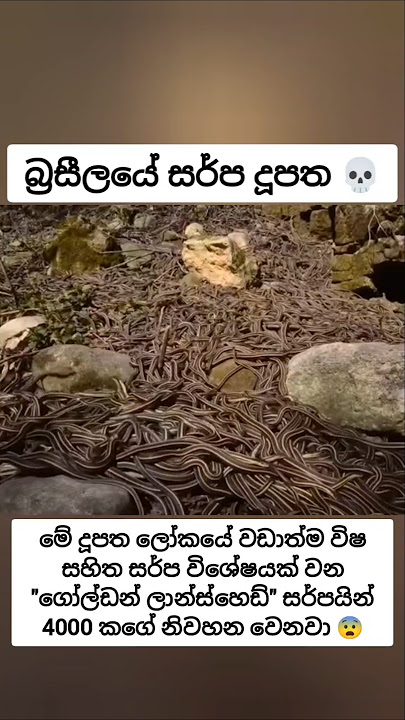 මේ දූපතට ගියොත් පණපිටින් එන එක  හීනයක් 😨 #fyp #සැම්පා #ashuddha