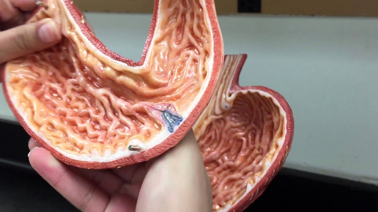 Stomach (anatomical structure) - YouTube