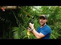 This Animal’s PEE Smells like Popcorn?!