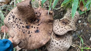 Even though it's late autumn, a variety of high-quality mushrooms are available one after another...