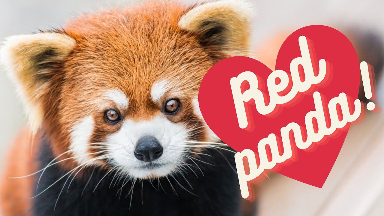 Red panda 