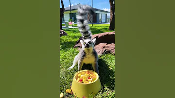 Как лемур Марго встречает папу 😻
