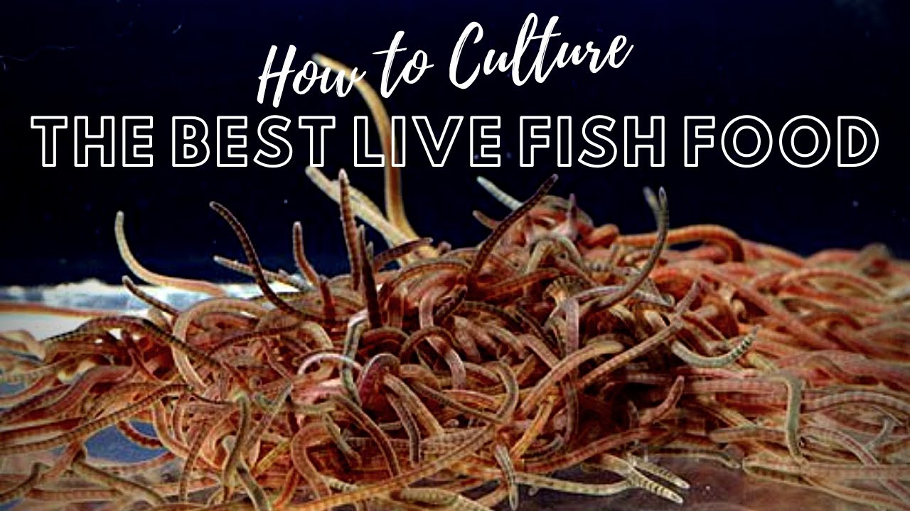 How to Culture Live Blackworms - Best Live Food for Adult Fish 