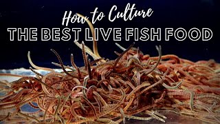 How to Culture Live Blackworms - Best Live Food for Adult Fish