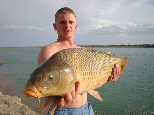 видео сазанов