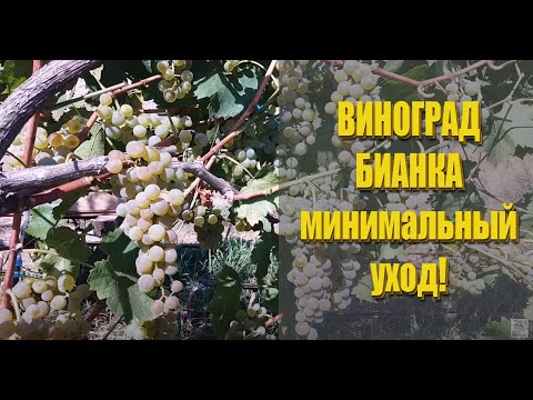 Виноград БИАНКА / технический сорт винограда для приготовления светлых вин.