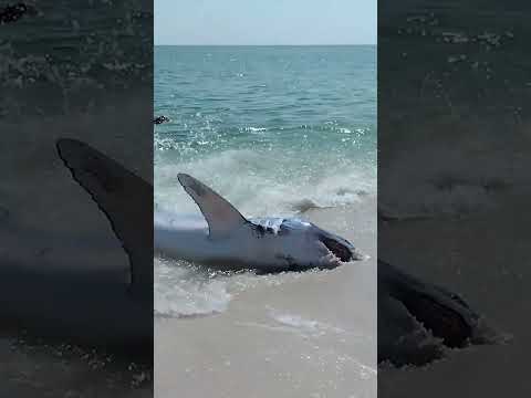 Dramatic video shows massive shark rescued after becoming stranded on Florida beach #shorts