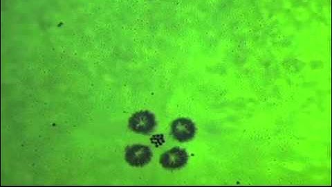 Micro-robots transport glass and trap particles