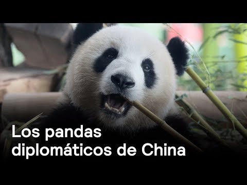 Video: Expertos De China Ayudarán Al Romance De Los Pandas De Taiwán
