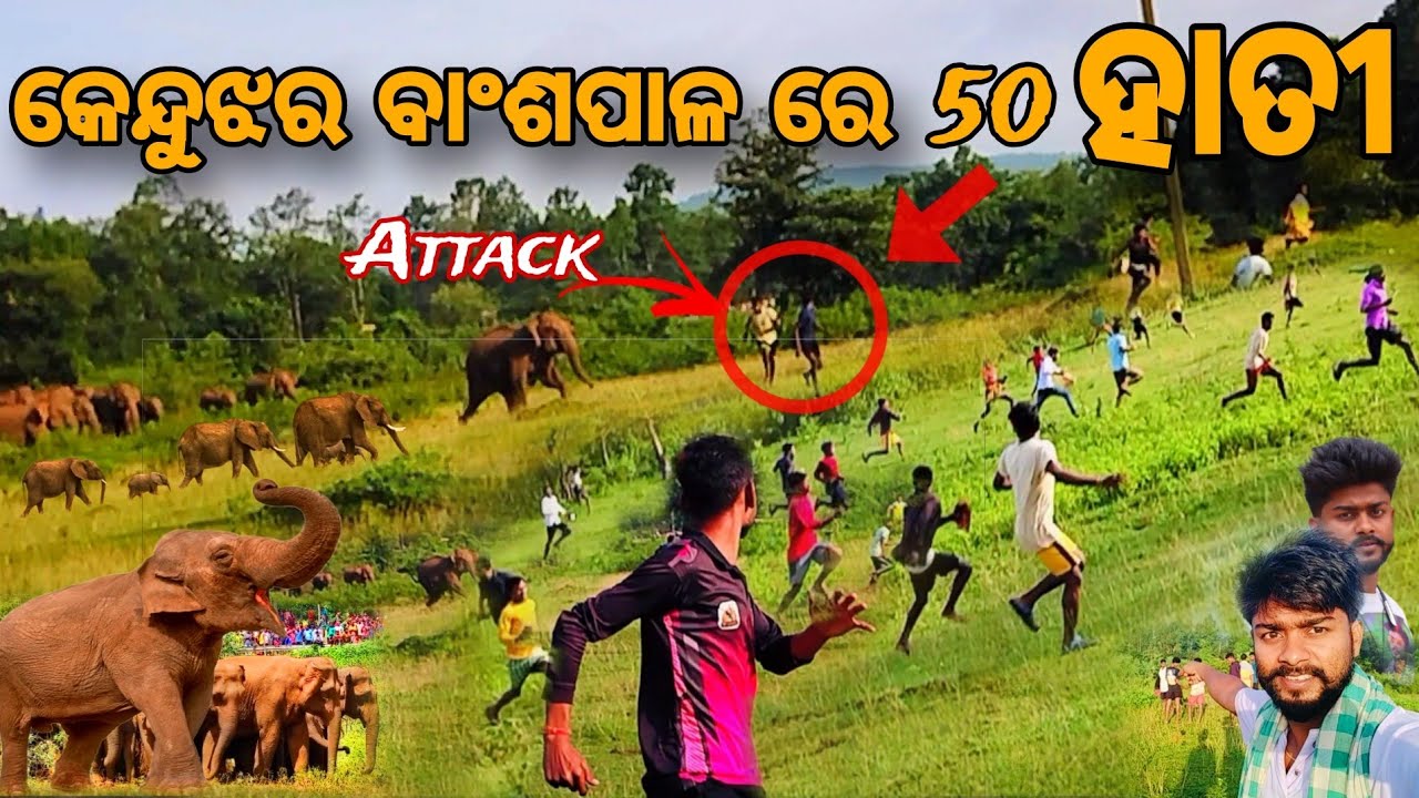 ଗାଁରେ ଦୋଳି ଦେଲା ଦନ୍ତା 🦣❓Elephant Attack, Elephant 🦣 #viral #elephant