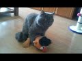 I WILL SELL my kidney if you don't laugh - World's Funniest CAT compilation