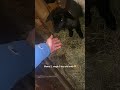 Day 194 Singing Mantras For These Lambs And Mamas