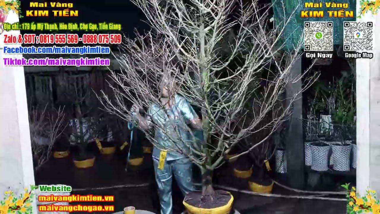 Phôi Mai Thủ Đức Giá Rẻ Bao Ship Bao Sống Toàn Quốc - Mai Vàng Kim Tiền Chợ Gạo