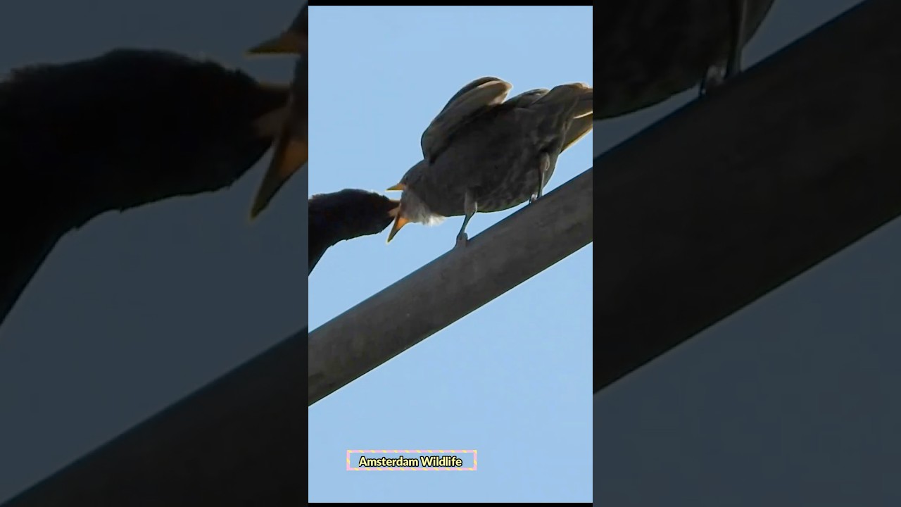 Starling bird feeding its baby, starling baby call 
