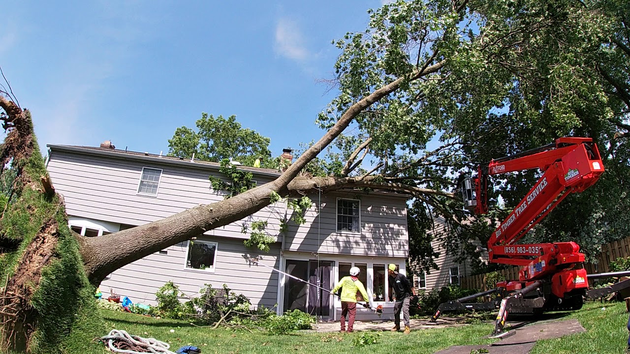 Big Timber tree service YouTube