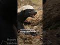Never underestimate a honey badger 😤 #Underdogs #NatGeoAnimals