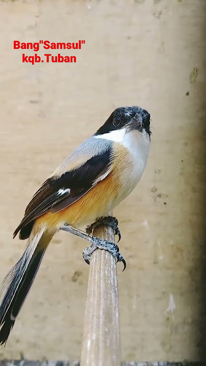burung' CENDET' betina,kepalanya sedikit hitam(@bangsamsultuban7336)