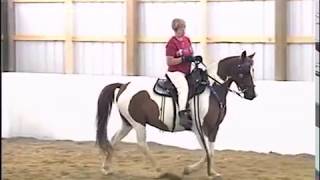 Locking Stifle Syndrome in the Gaited Horse