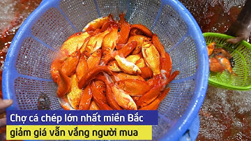 Chợ cá chép lớn nhất miền Bắc giảm giá vẫn vắng người mua
